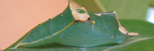 Pupae